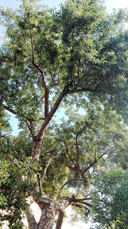 Villa Corte Lotti B&B Pietrasanta